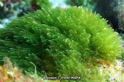 Autor: Klondon Titulo: Algas