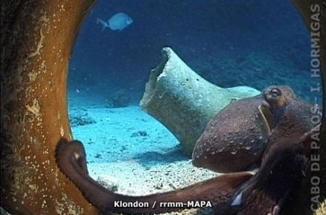 Autor: Klondon Titulo: Pulpo (Octopus vulgaris)