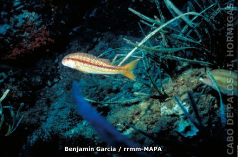 Autor: Benjamin Garcia Titulo: Salmonete (Mullus surmuletus)