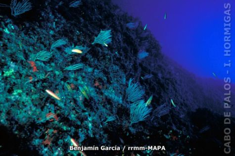 Autor: Benjamín García Titulo: Talud con gorgonias.