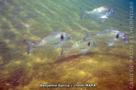 Autor: Benjamín García Titulo: Doradas (Sparus aurata).