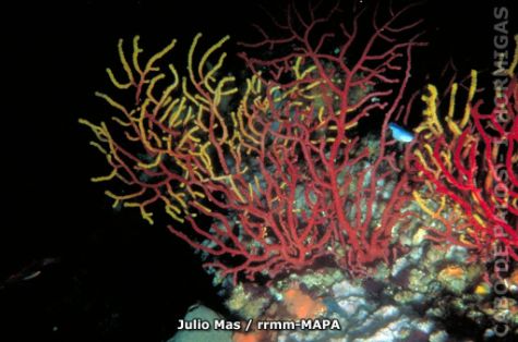 Autor: Julio Mas Titulo: Gorgonia