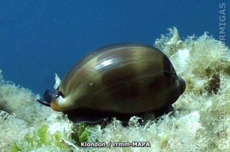 Autor: Klondon Titulo: Molusco Ciprea (Moneta moneta)