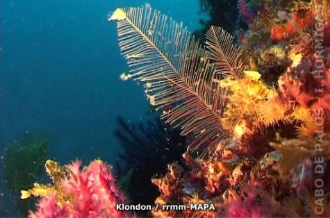 Autor: Klondon Titulo: Coraligeno