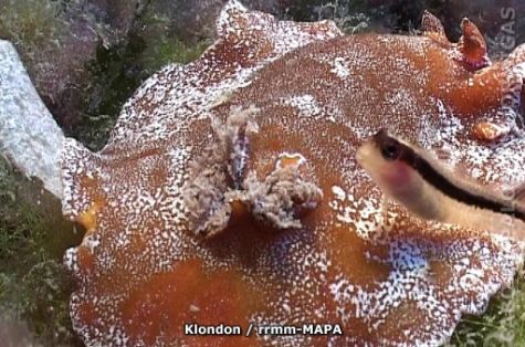 Autor: Klondon Titulo: Nudibranquio