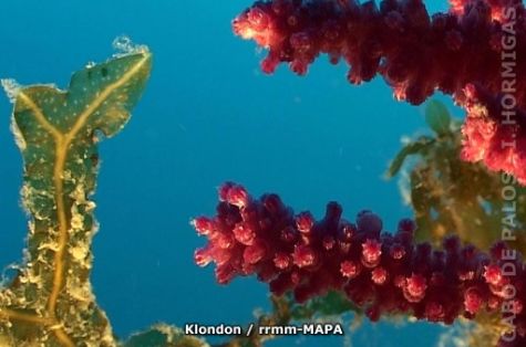 Autor: Klondon Titulo: (Paramuricea sp.)