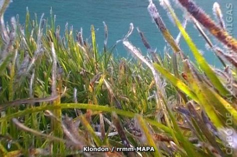 Autor: Klondon Titulo: Posidonia (Posidonia oceanica)
