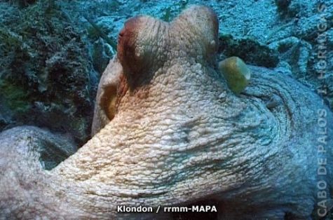 Autor: Klondon Titulo: Pulpo (Octopus vulgaris)