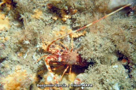 Autor: Benjamin Garcia Titulo: Langosta (Palinurus elephas)