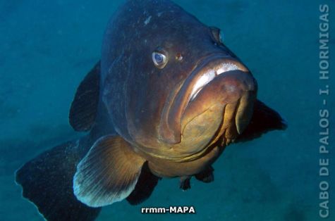 Autor: Desconocido Titulo: Mero (Epinephelus marginatus)