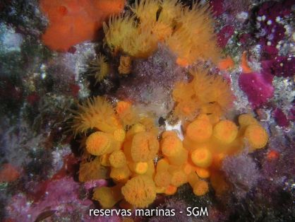 Autor: Antonio Frías Título: Coral Anaranjado (Astroides Calycularis)