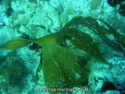 Autor: Antonio Frías Título: Laminaria (Laminaria ochroleuca)