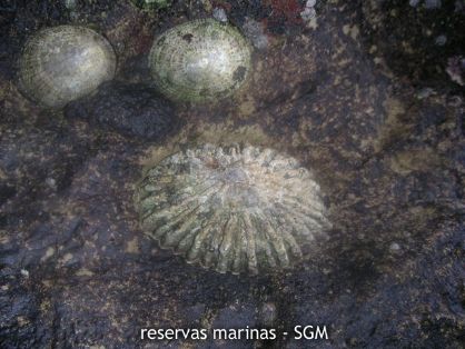 Autor: Antonio Frías Título: Lapa (Patella ferruginea)