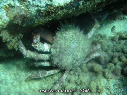 Autor: Antonio Frías Título: La presencia de centollo (Maja squinado)