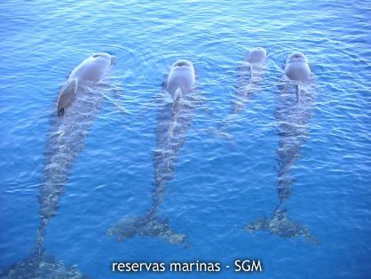 Autor: Carlos Fierro Título: Calderones Comunes (Globicephala melas)