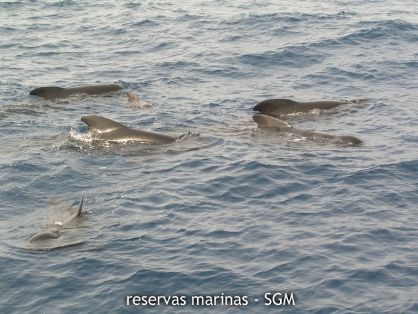Autor: Jose M. Ortiz Título: Calderones (Globicephala melas)