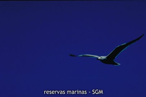 Autor: Desconocido Título: Gaviota de Audouin (Larus audouinii)