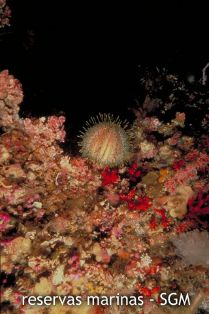 Autor: IEO Título: Fondos con erizo