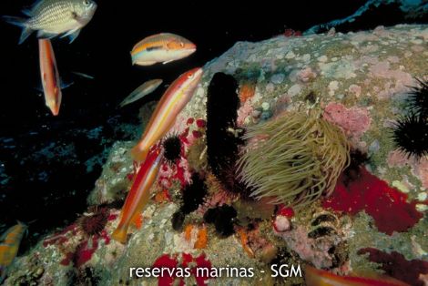 Autor: IEO Título: Fondos