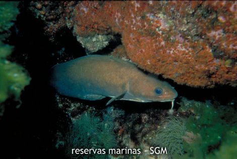 Autor: IEO Título: Brotola (Phycis phycis)