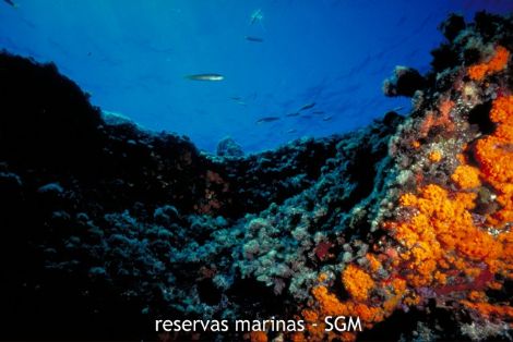 Autor: G. Villami Título: Fauna-fondos