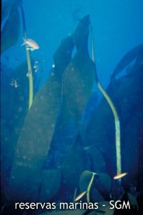 Autor: Diego Moreno Título: Laminaria (Laminaria ochroleuca)