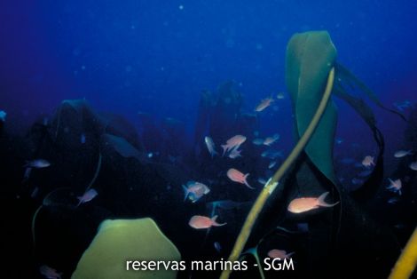 Autor: Diego Moreno Título: Laminaria (Laminaria ochroleuca)