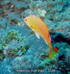 Autor: Conaima Título: Pejeperro (Bodianus scrofa). El Remo