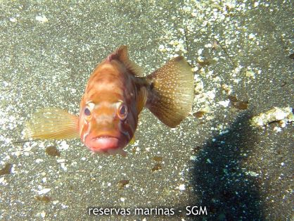 Autor: Conaima Título: Cabrilla (Serranus cabrilla). La Resbaladera