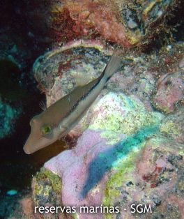 Autor: Conaima Título: Gallinita (Canthigaster rostrata). La Resbaladera