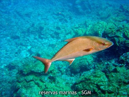 Autor: Conaima Título: Medregal (Seriola rivoliana). Punta Larga