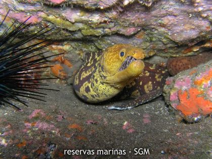 Autor: Fco. J. Alfonso Martín Título: Morena picopato (Enchelycore anatina)