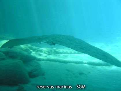 Autor: Fco. J. Alfonso Martín Título: Mantelina (Gymnura altavela)