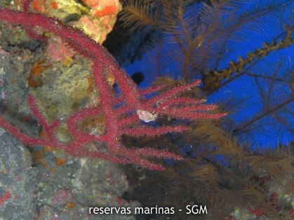 Autor: Fco. J. Alfonso Martín Título: Gorgonia roja (Leptogorgia ruberrima)