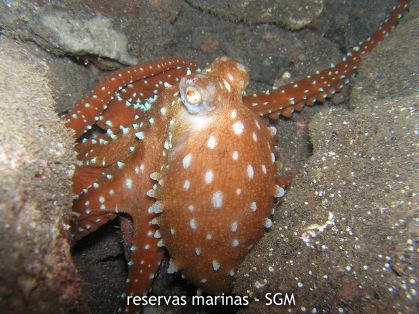 Autor: Fco. J. Alfonso Martín Título: Gusano tubícola (Protula tubularia)