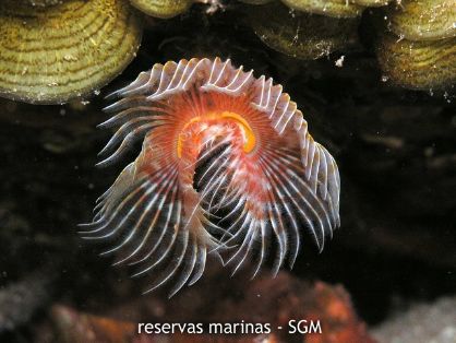 Autor: Fco. J. Alfonso Martín Título: Pulpa o fabianao (Octopus macropus)