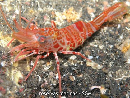 Autor: Fco. J. Alfonso Martín Título: Camarón moteado (Rhynchocinetes rigens)