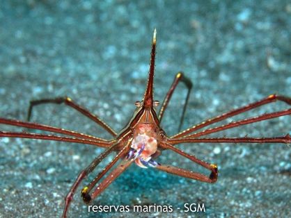 Autor: Fco. J. Alfonso Martín Título: Cangrejo obispo (Stenorhynchus lanceolatus)