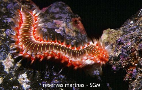 Autor: J. A. Moya Título: Gusano de fuego (Hermodice carunculata)