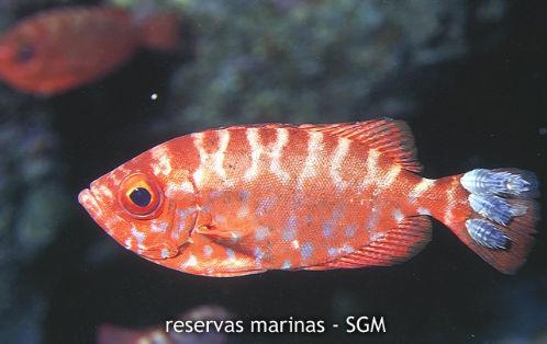 Autor: J. A. Moya Título: Catalufa (Heteropriacanthus cruentatus)