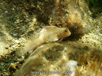 Autor: Felio Lozano Título: Fondos y fauna en la reserva