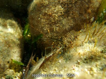 Autor: Felio Lozano Título: Camarón