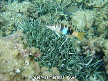 Autor: Felio Lozano Título: Serranido (Serranus scriba)