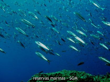 Autor: Felio Lozano Título: Banco de peces