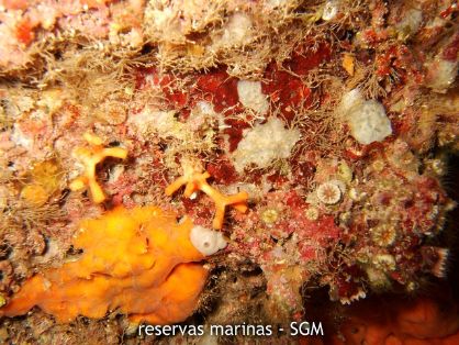 Autor: Felio Lozano Título: Esponjas