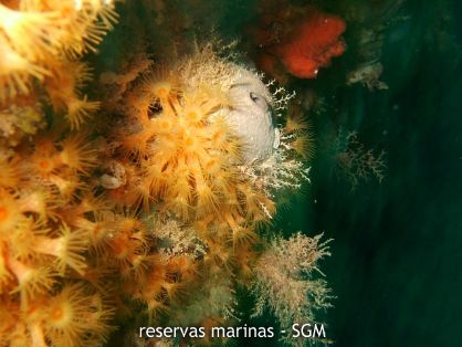 Autor: Felio Lozano Título: (Parazoanthus axinellae)