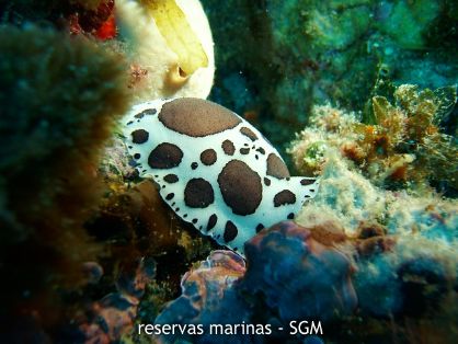Autor: Felio Lozano Título: Nudibranquio (Peltodoris atromaculata)