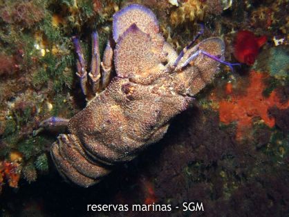 Autor: Felio Lozano Título: Cigarra (Scillarides latus)