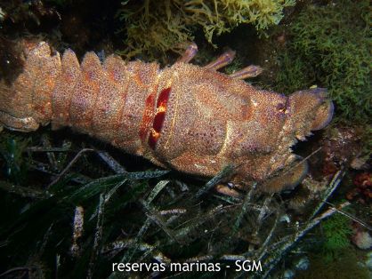 Autor: Felio Lozano Título: Cigarra (Scillarides latus)