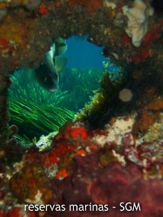 Autor: Felio Lozano Título: Cigarra (Scillarides latus)